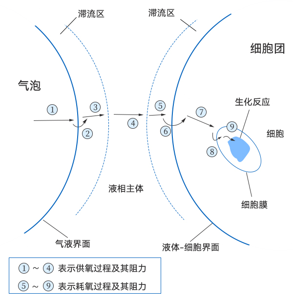 氧從氣泡到細(xì)胞中傳遞過(guò)程示意圖 氧從氣泡到細(xì)胞中傳遞過(guò)程示意圖