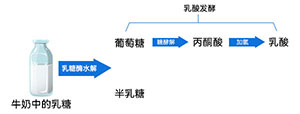 酸奶發(fā)酵原理 酸奶發(fā)酵原理
